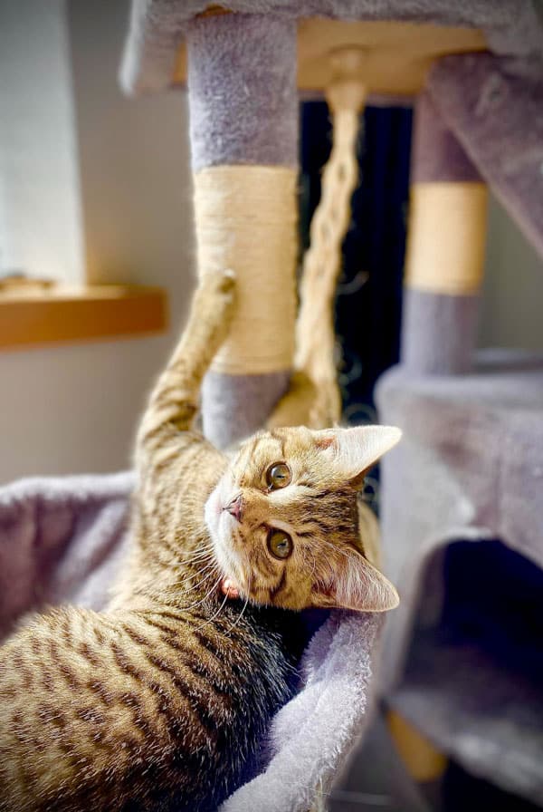 griffoirs pour chats, les alternatives