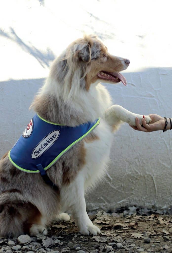 Chien d'assistance qui vient de l'association "les chiens du silence" et qui est assuré chez kozoo assurance chien et chat. 