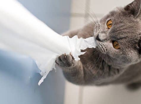 Chat de race British shortair qui fait une bêtise avec du papier