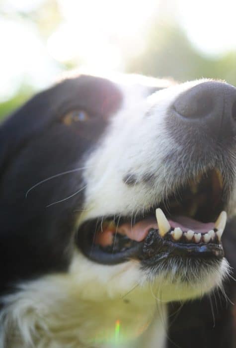 les-dents-d-un-chien