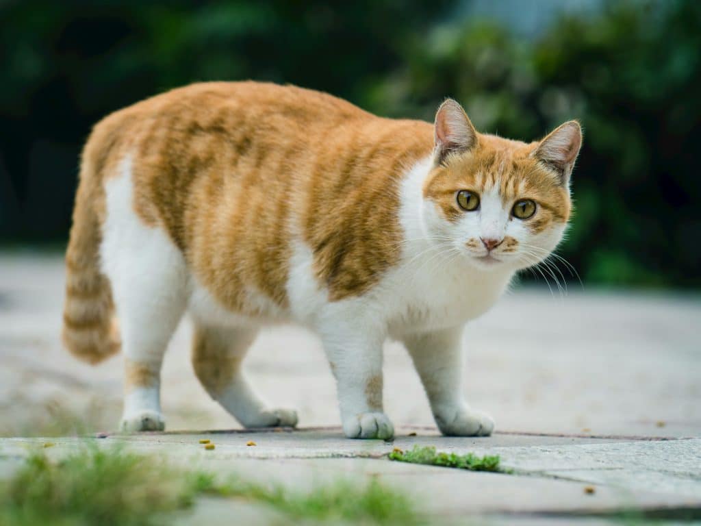 Chat roux en en situation de boulimie 