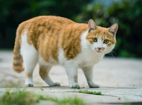 Chat roux en surpoids en situation de boulimie