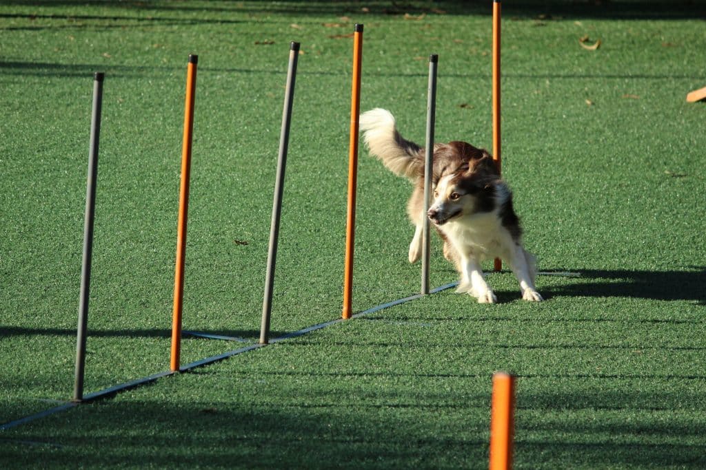 Chien heureux qui pratique des activités physiques