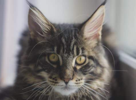 un-chat-maine-coon