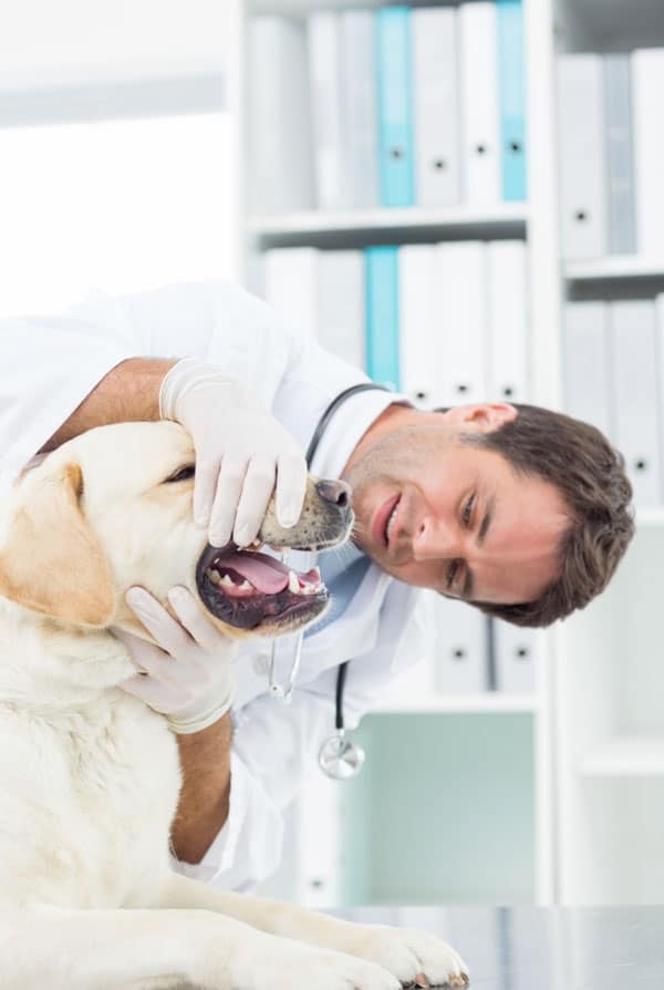 Chien chez le vétérinaire pour un détartrage