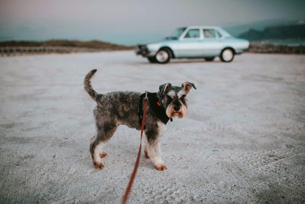 Chien heureux qui réalise des activités physiques et plus particulièrement qui se balade en laisse avec son maitre 