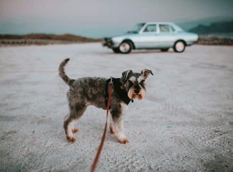 Chien heureux qui réalise des activités physiques et plus particulièrement qui se balade en laisse avec son maitre