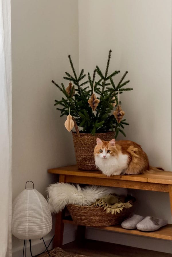 Règles posées dès le début, les endroits où le chat à le droit d'aller