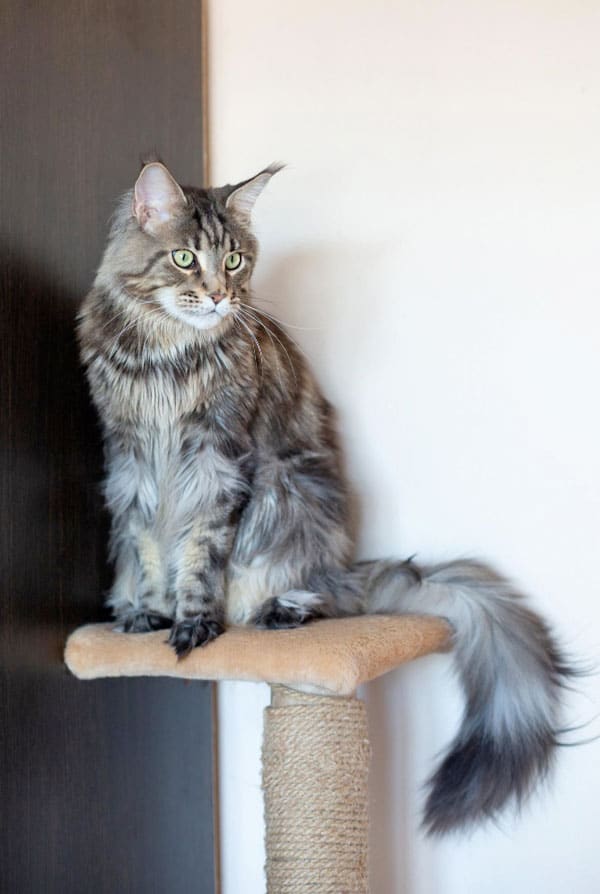 Caractéristiques du chat maine coon