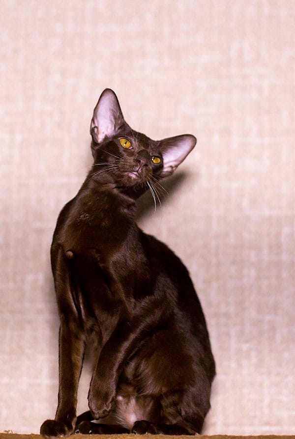 Caractéristiques du chat peterbald