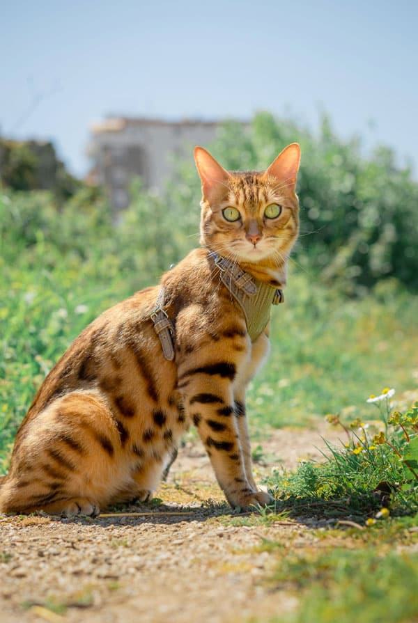 Caractéristiques du chat savannah