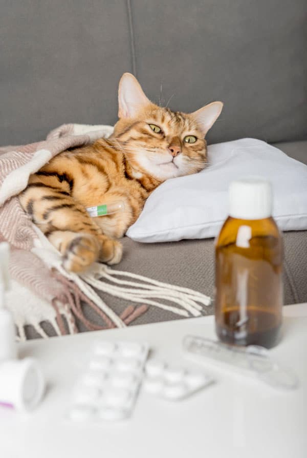 Chat malade qui ne veut pas manger