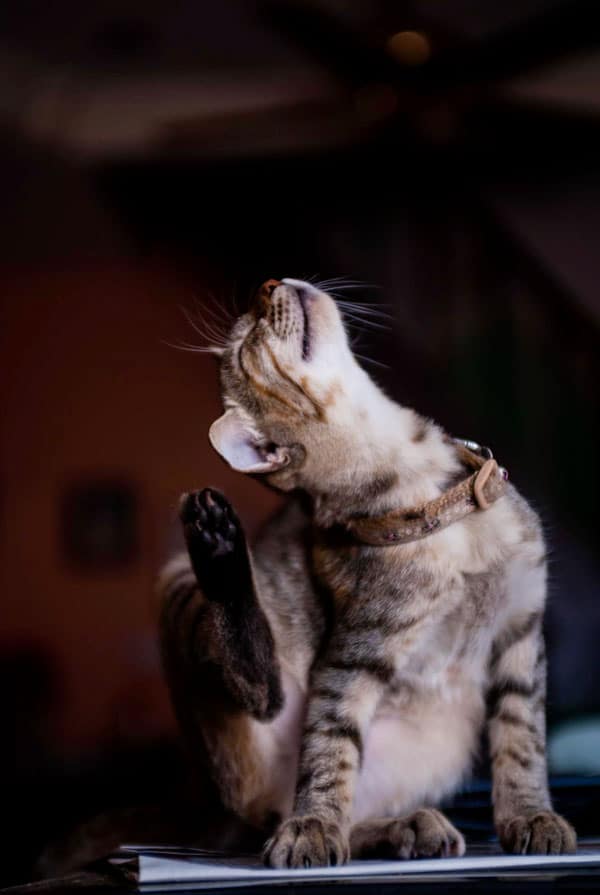 chat qui se gratte parasites