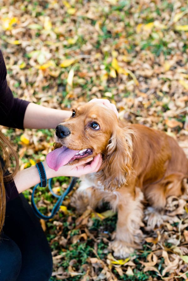Chien heureux après l'opération