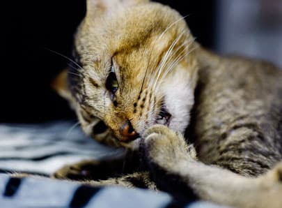 Chat qui s'arrache les poils