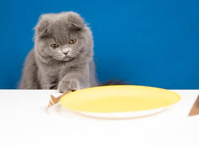 Chat qui ne mange pas