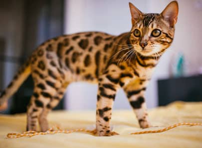 Chat de race savannah