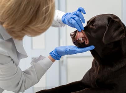 Chien chez le vétérinaire pour un détartrage