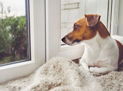 Chien seul à la maison