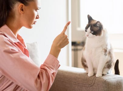 Dire non à son chat