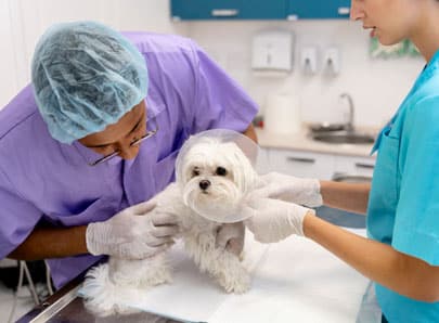 Opération stérilisation chien