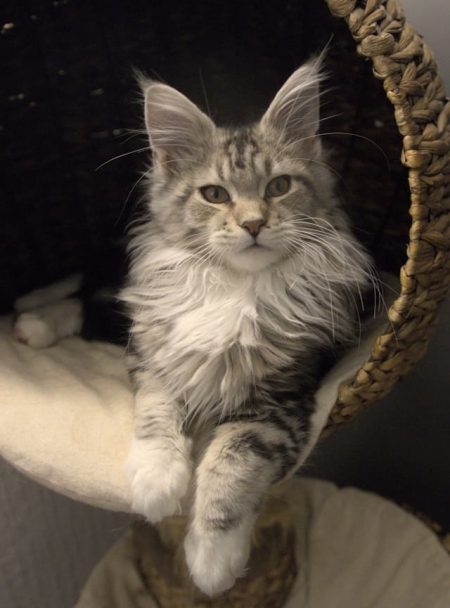 n-chat-de-race-maine-coon