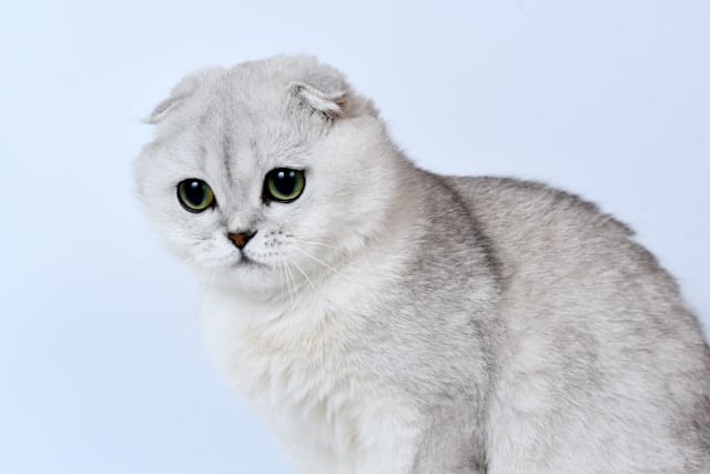 un-chat-de-race-scottish-fold