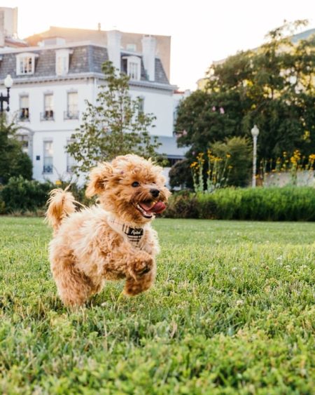 un-chien-courant-dehors-dans-un-parc