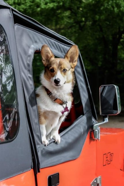 un-chien-en-vacances-dans-une-voiture