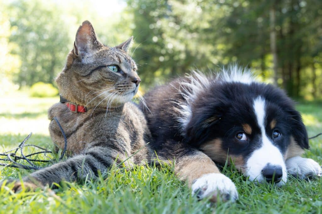 Chien et chat dans l'herbe qui apportent des bienfaits à leur maitre. 