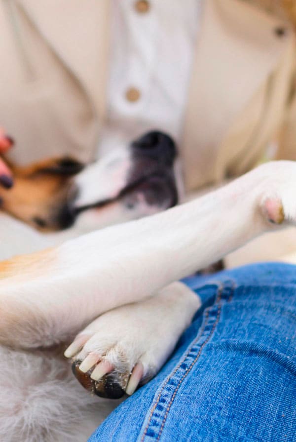 Caractéristiques pododermatite chien