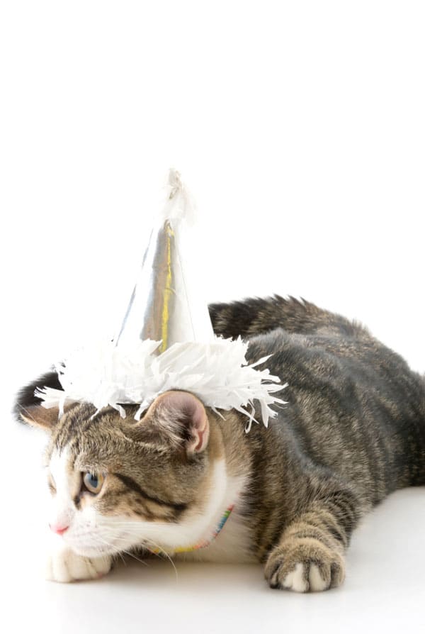 Déguiser son chat est mauvais
