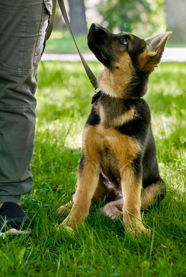 Education du chien de berger