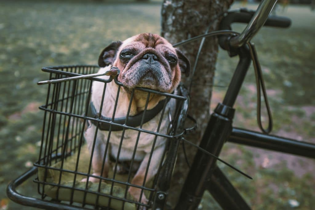 Petit chien dans un panier un vélo 