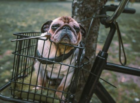 Petit chien dans un panier un vélo