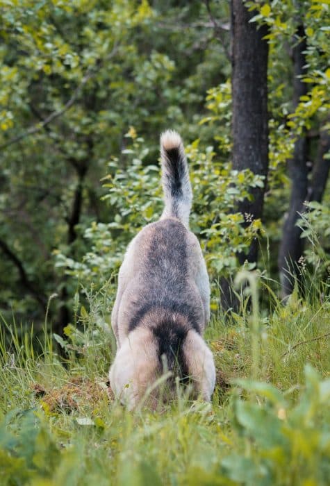 Chien qui creuse un trou dans la terre avec la queue en l'air