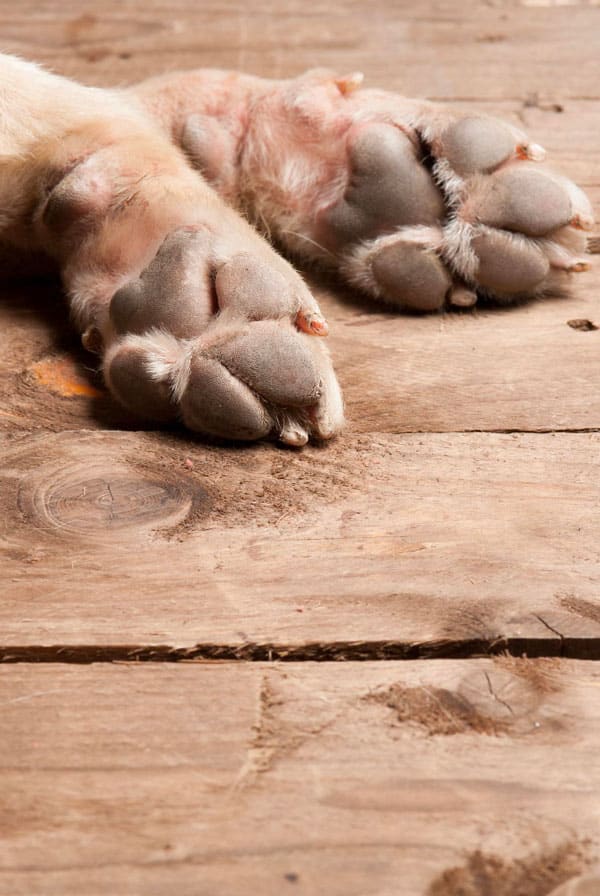 Pattes d'un chien pododermatite