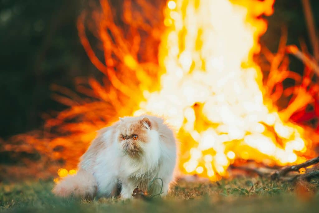 Chat victime d'un incendie 