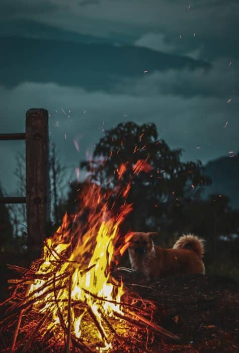 Chien victime d'un incendie