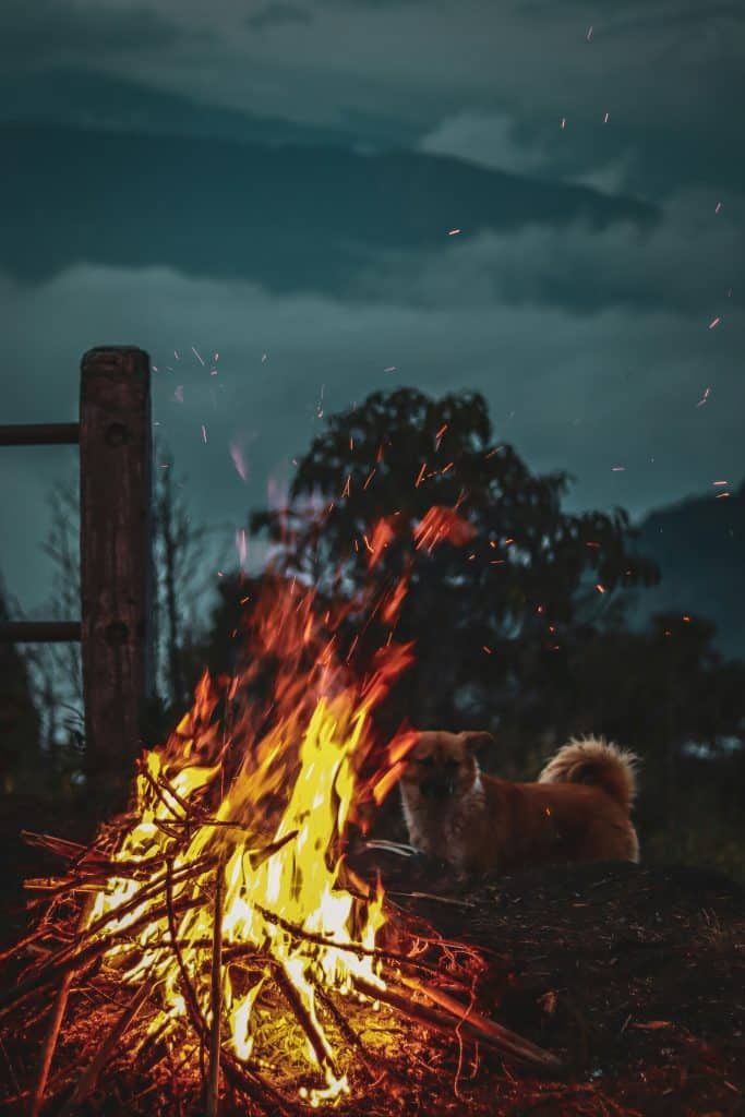 Chien victime d'un incendie 