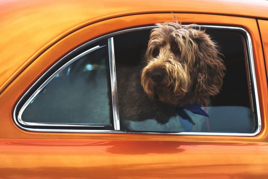 Chien qui passe sa tête à travers la fenêtre lors d'un long voyage en voiture