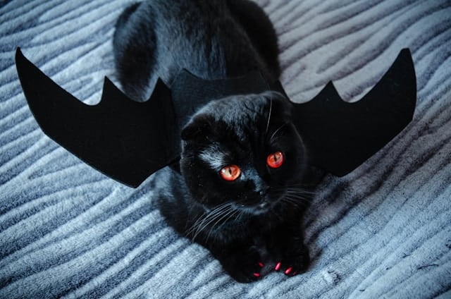 un-chat-déguisé-pour-halloween
