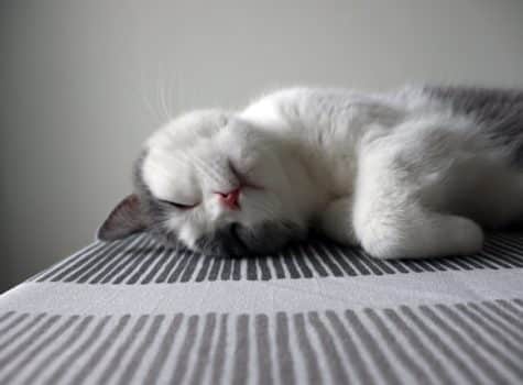 un-chat-qui-dort