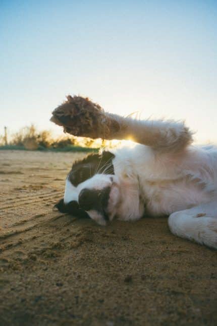 un-chien-avec-la-patte-pleine-de-sable
