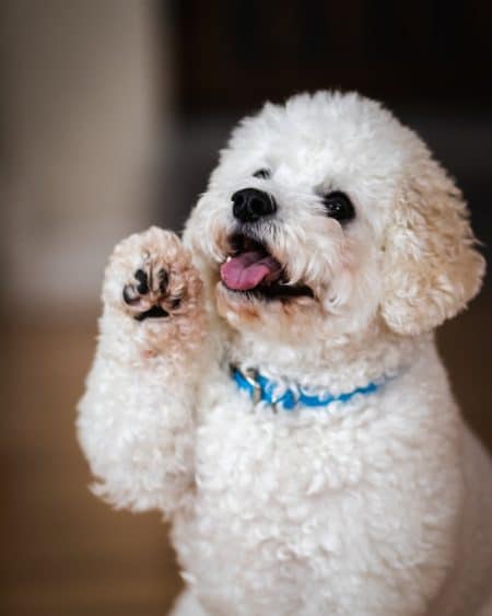 un-chien-bichon-leve-sa-patte