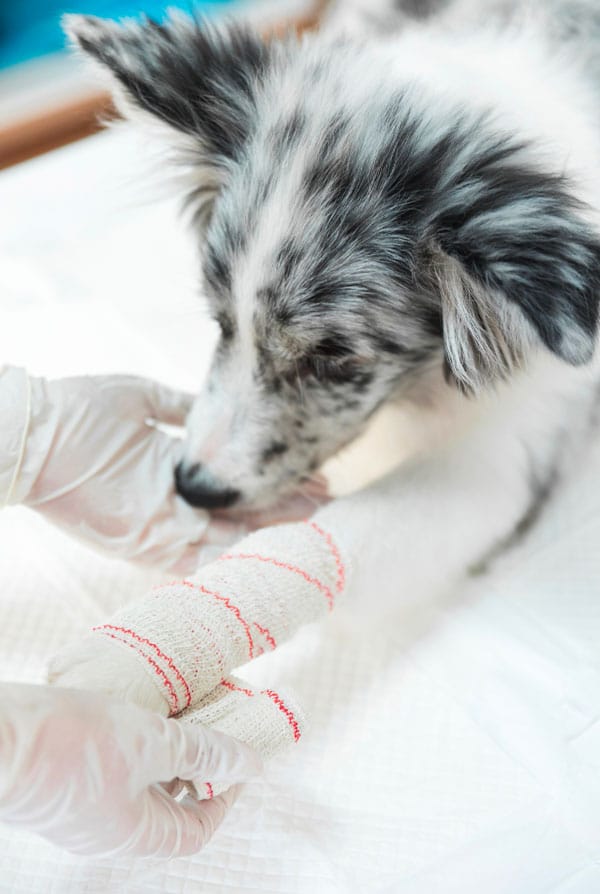 Bandage pour pattes pododermatite chez le chien
