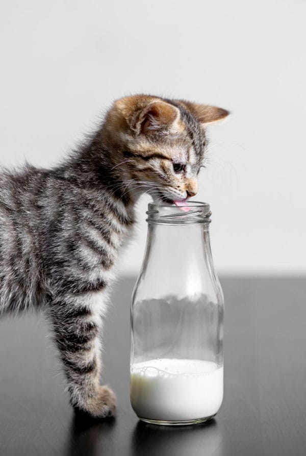 Chaton qui boit du lait