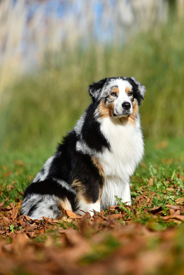 Chien de berger assis