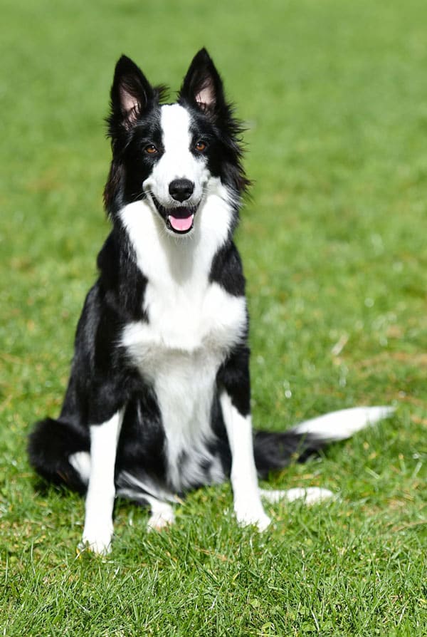 Caractéristiques du chien de berger