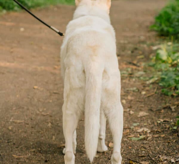 Chien queue basse signification